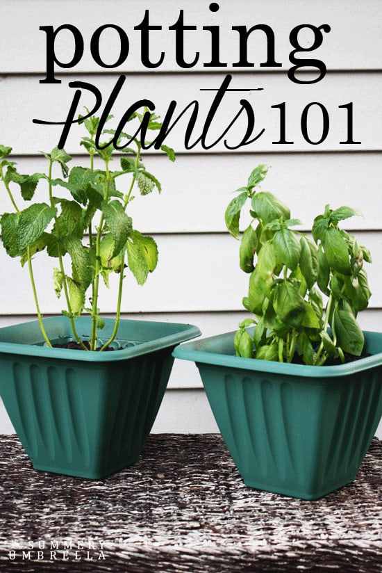 Potting plants doesn't have to be hard. Let me show you the basics with this quick and easy tutorial! Definitely a must PIN!