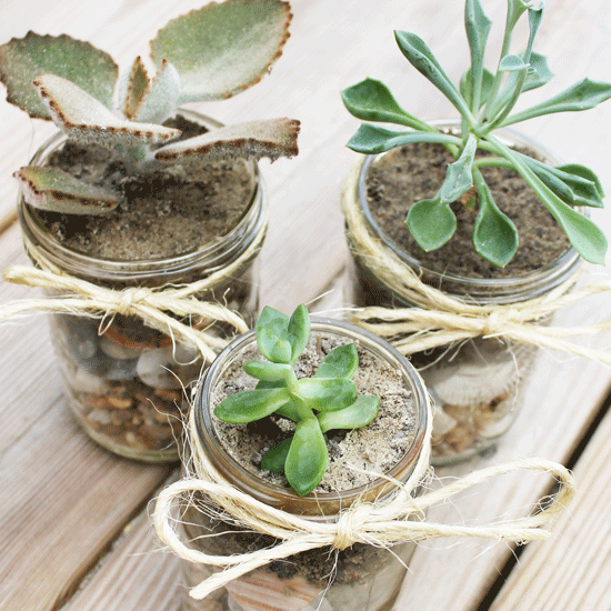 mason jar succulent terrarium