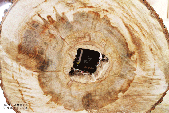 tree trunk wall clock