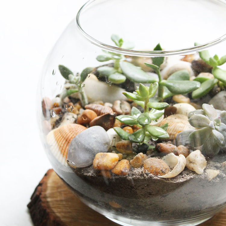 Learn how to create a succulent terrarium in just a few simple steps. You'll definitely be pleasantly surprised how easy it really is!