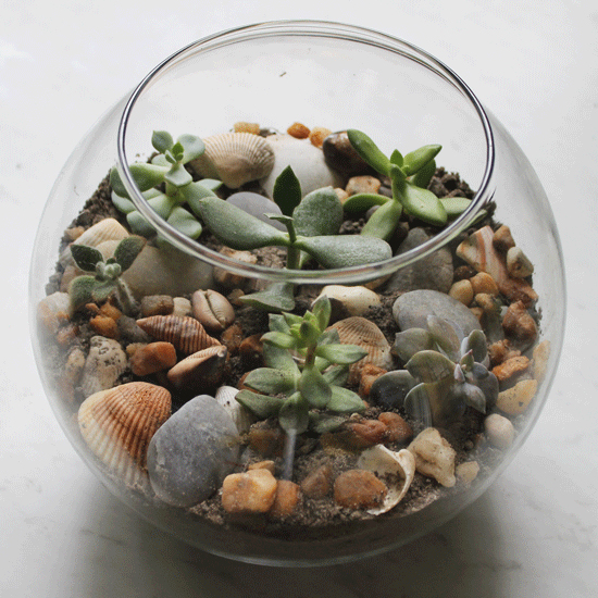 Learn how to create a succulent terrarium in just a few simple steps. You'll definitely be pleasantly surprised how easy it really is!