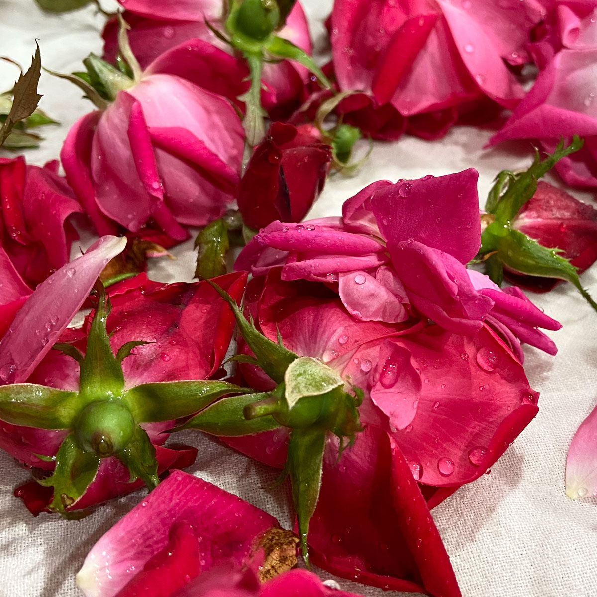 How To Make Heavenly Rose Water