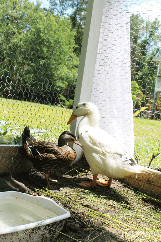 how to create a chicken coop