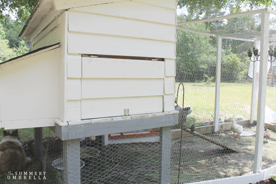 best chicken coop