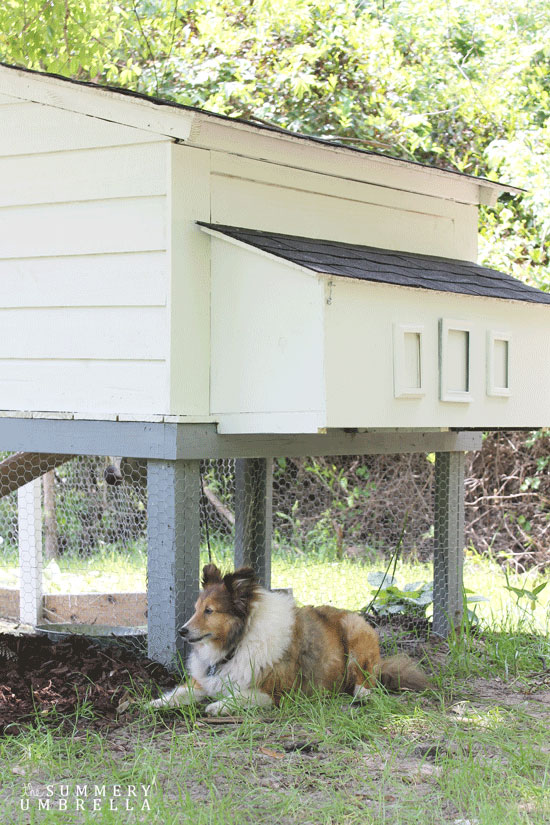 diy chicken coop