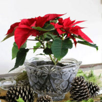 Poinsettia Magic: Crafting the Perfect Christmas Table Centerpiece