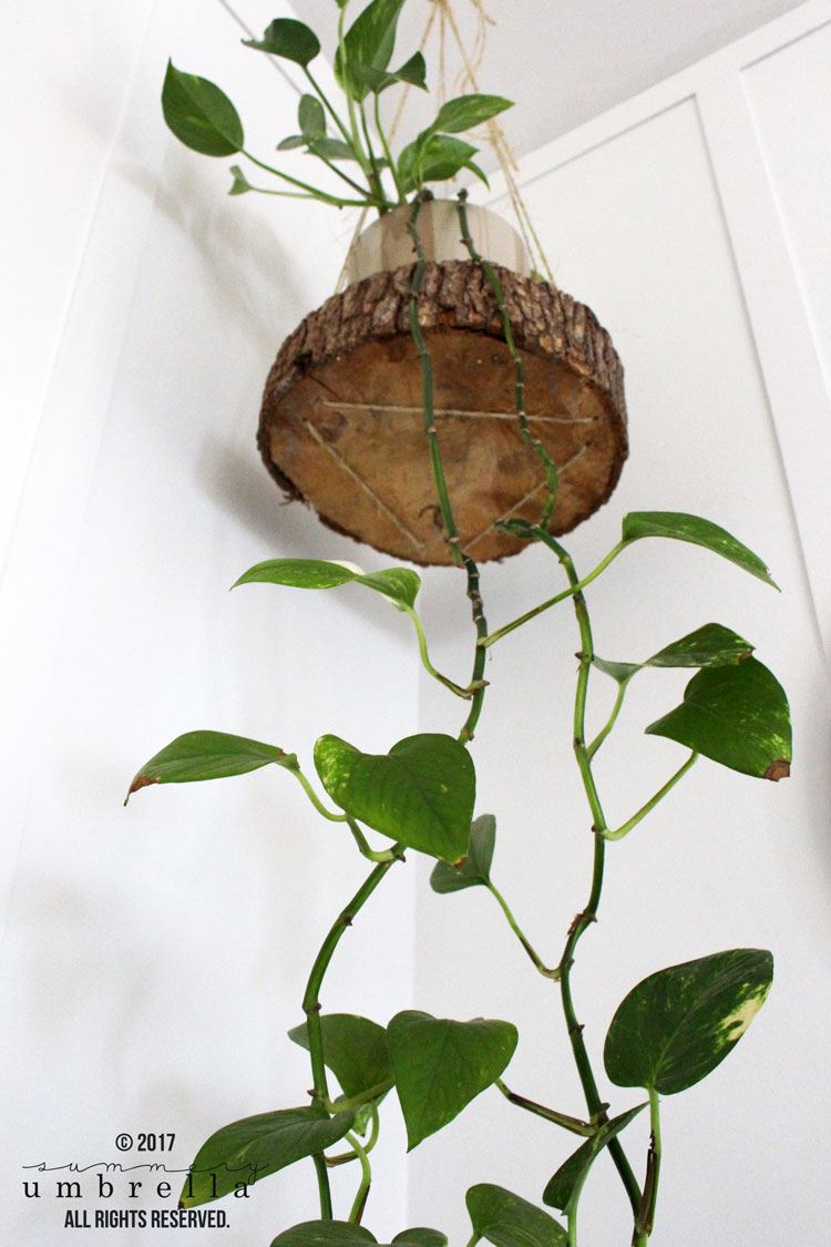 wood slice hanging planter