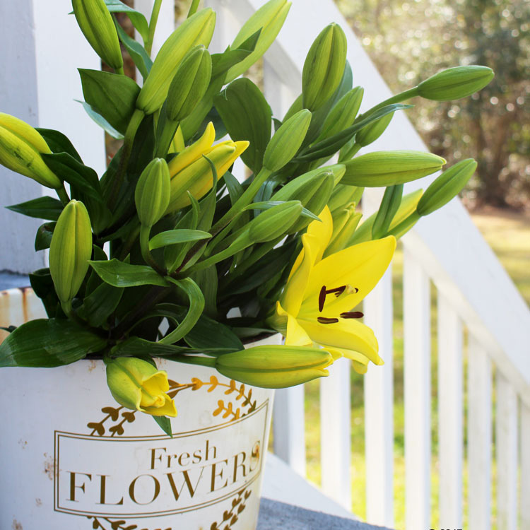 Free Vintage Inspired DIY Vinyl Decal for a Flower Pot