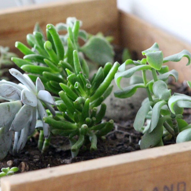Image for DIY Vintage Crate Succulent Garden 