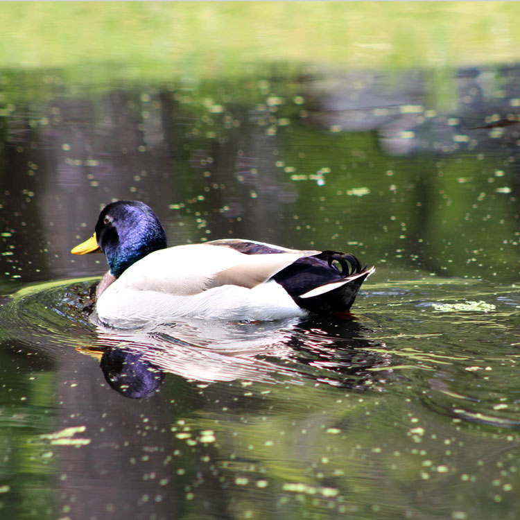 4 Tips for Using a Telephoto Zoom Lens for Astonishing Photos