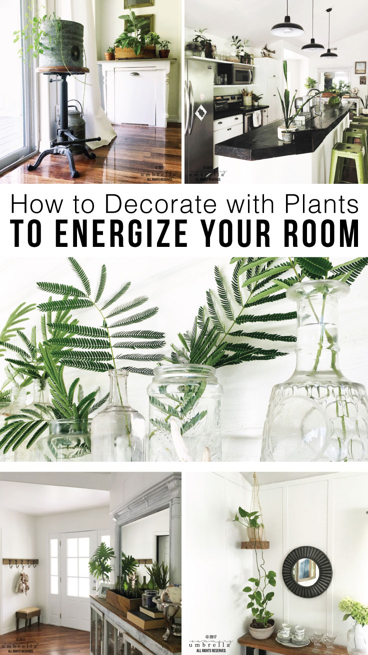 The Power of Plants in Home Decor: How to Decorate With Plants