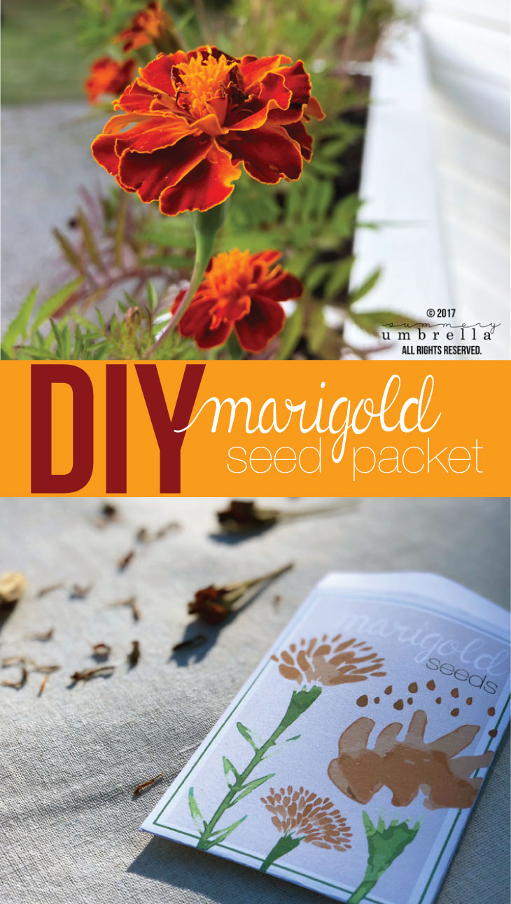 Don't waste your marigold seeds from those gorgeous blooms you saw this fall! Save the seeds for next season in this cute marigold seed packet that can also be used as a gift for your favorite gardener.