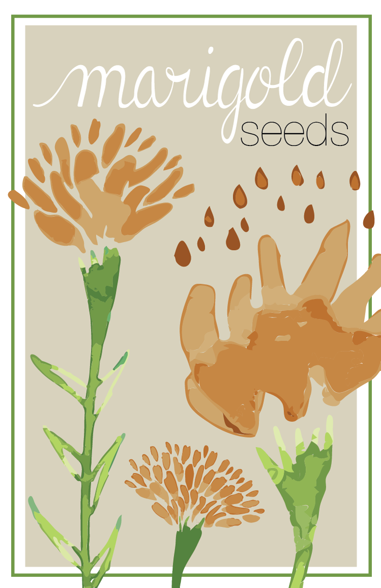 Don't waste your marigold seeds from those gorgeous blooms you saw this fall! Save the seeds for next season in this cute marigold seed packet that can also be used as a gift for your favorite gardener.