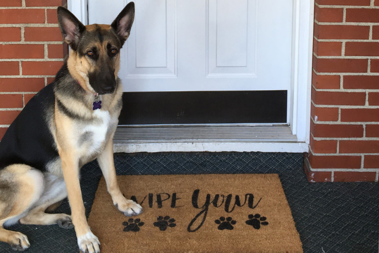 Create this easy Wipe Your Paws DIY Personalized Doormat with your Cricut to add some personality to your home. Come learn how to paint a coir doormat using a stencil and outdoor paint! #diydoormat #frontporch #cricut #cutfile #svgcutfiles #SVG #thesummeryumbrella