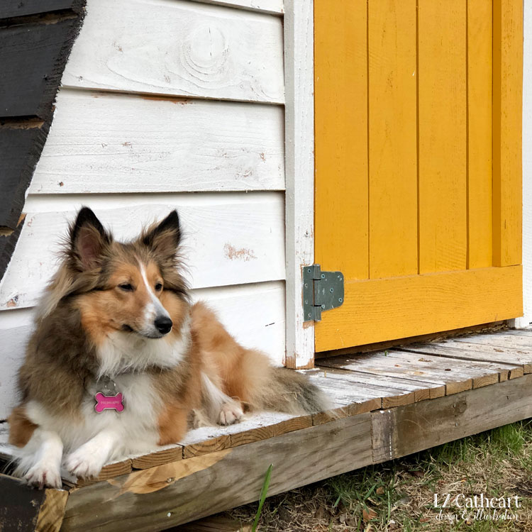 backyard chicken coop, guard dog, sheltie