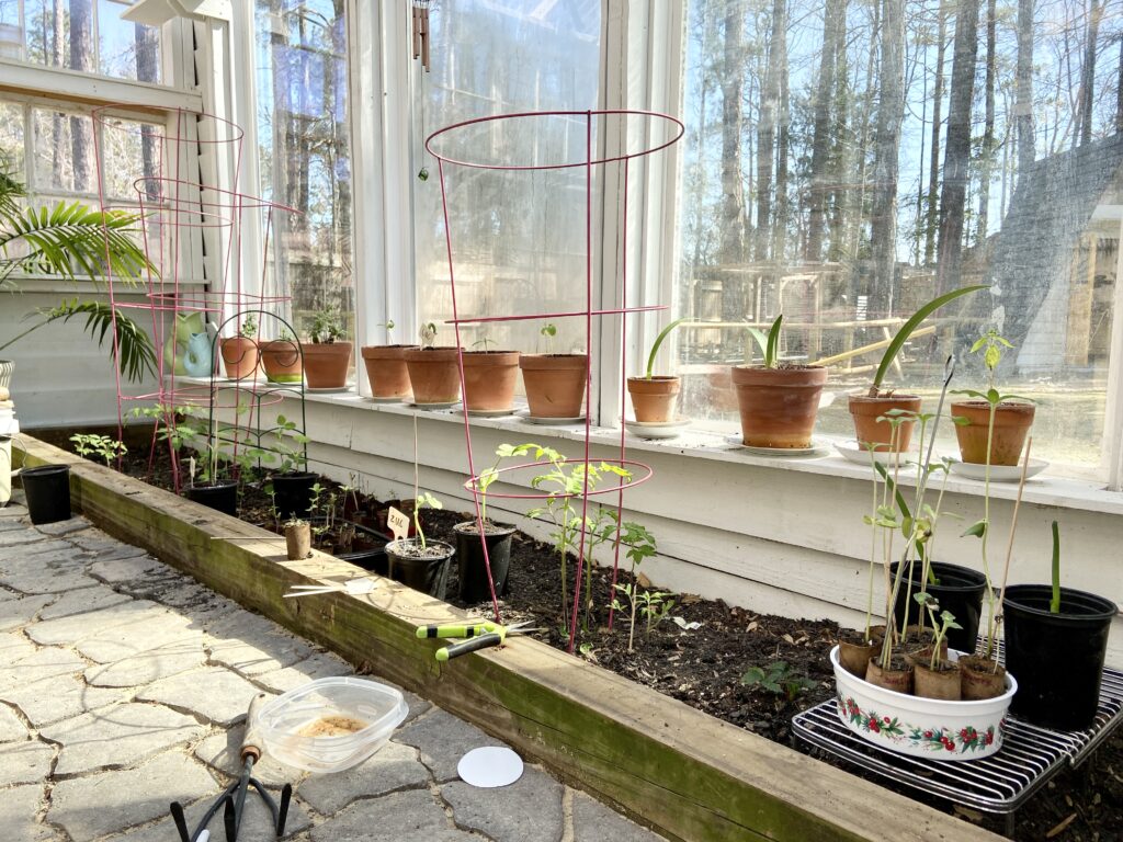 seedlings in the greenhouse