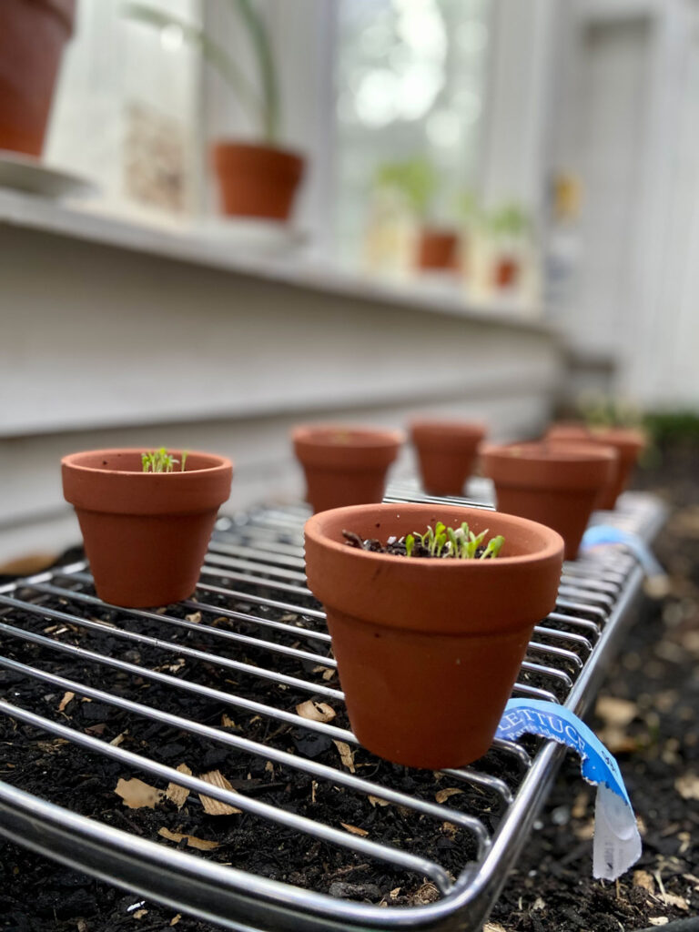 seedlings, potted plants, clay pots