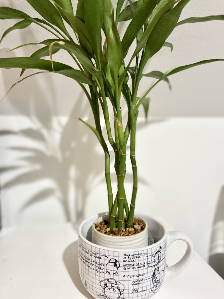 Lucky Bamboo, a symbol of prosperity and positive energy.