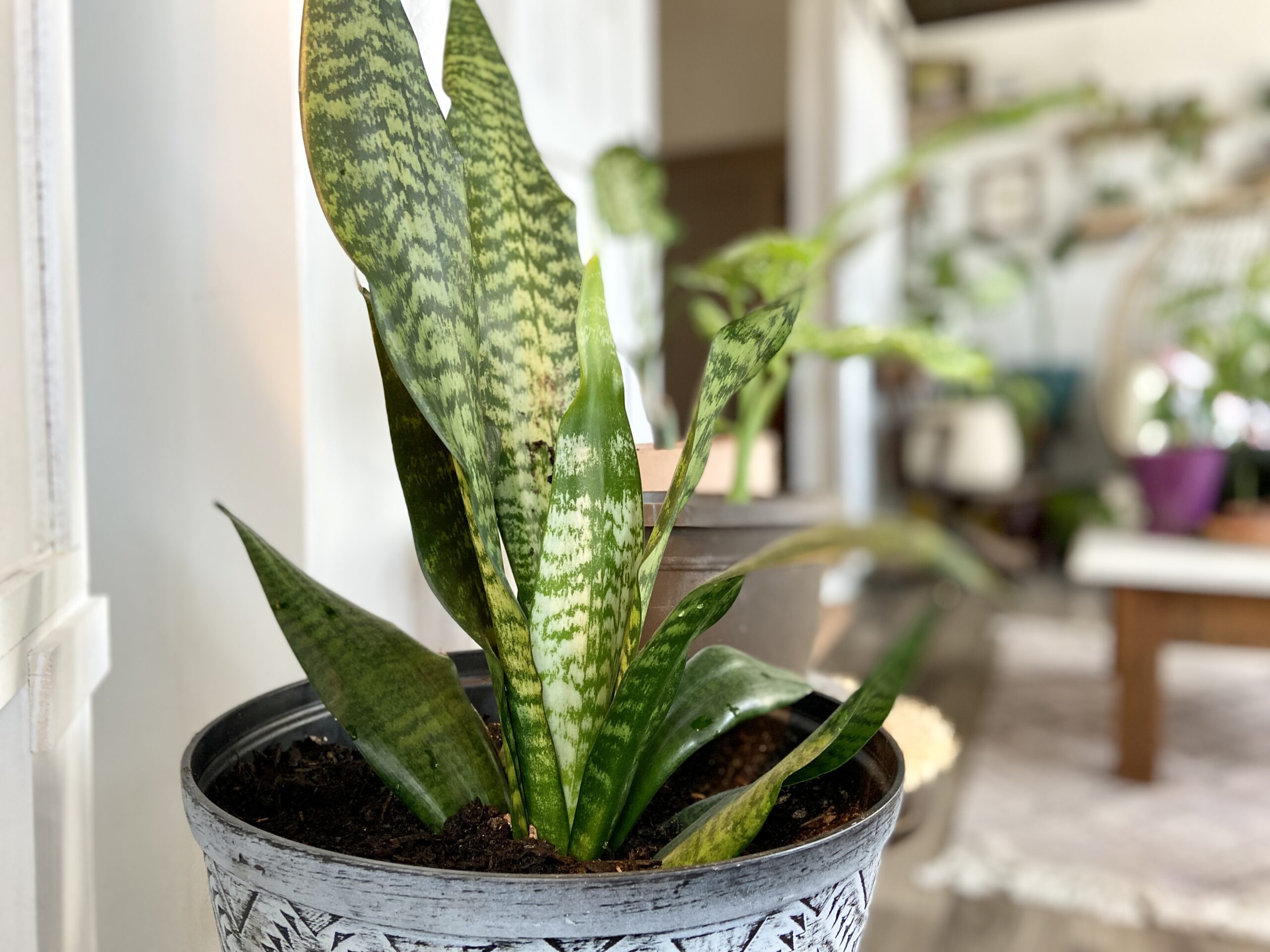 Creating a Lush Haven: Top 20 Low-Maintenance Indoor Plants