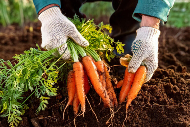 Harvesting carrots from partially frozen soil in winter