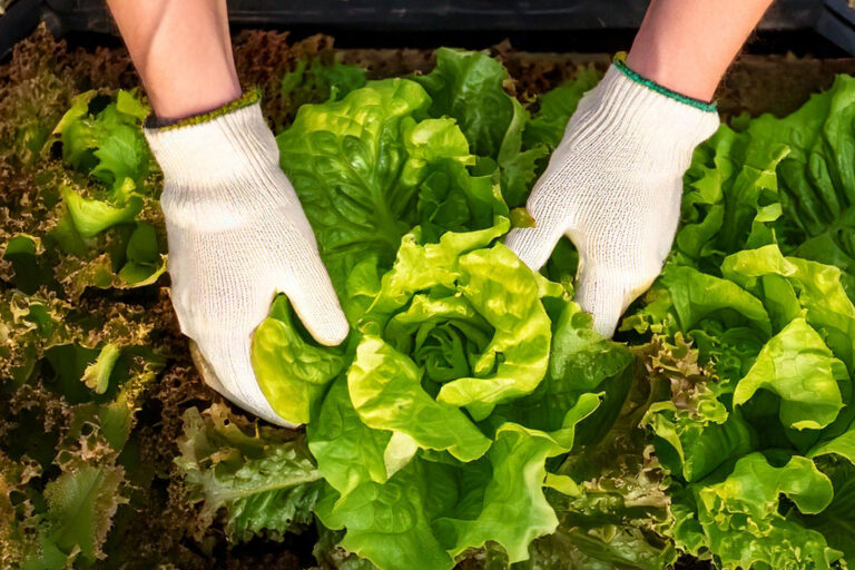 Overhead view of a gardener harvesting fresh lettuce and spinach from an open DIY cold frame in late fall, surrounded by fallen leaves.