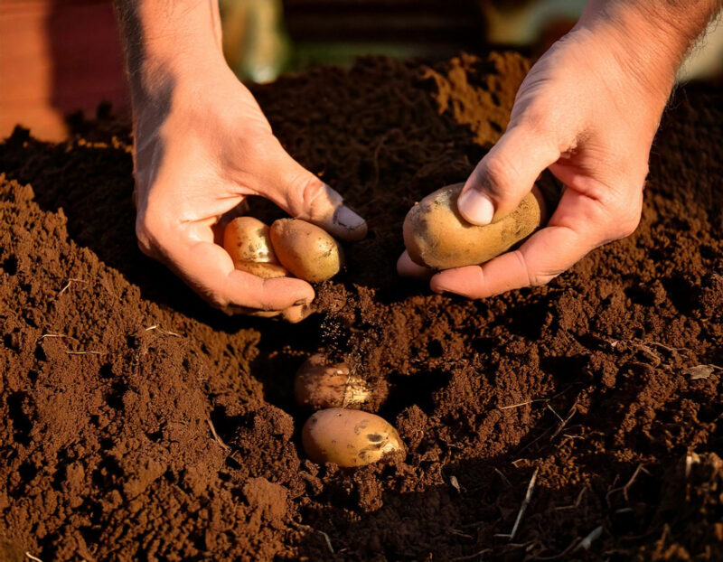 How deep to plant potatoes