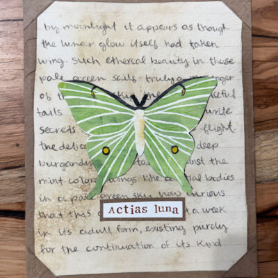 original luna moth mixed media