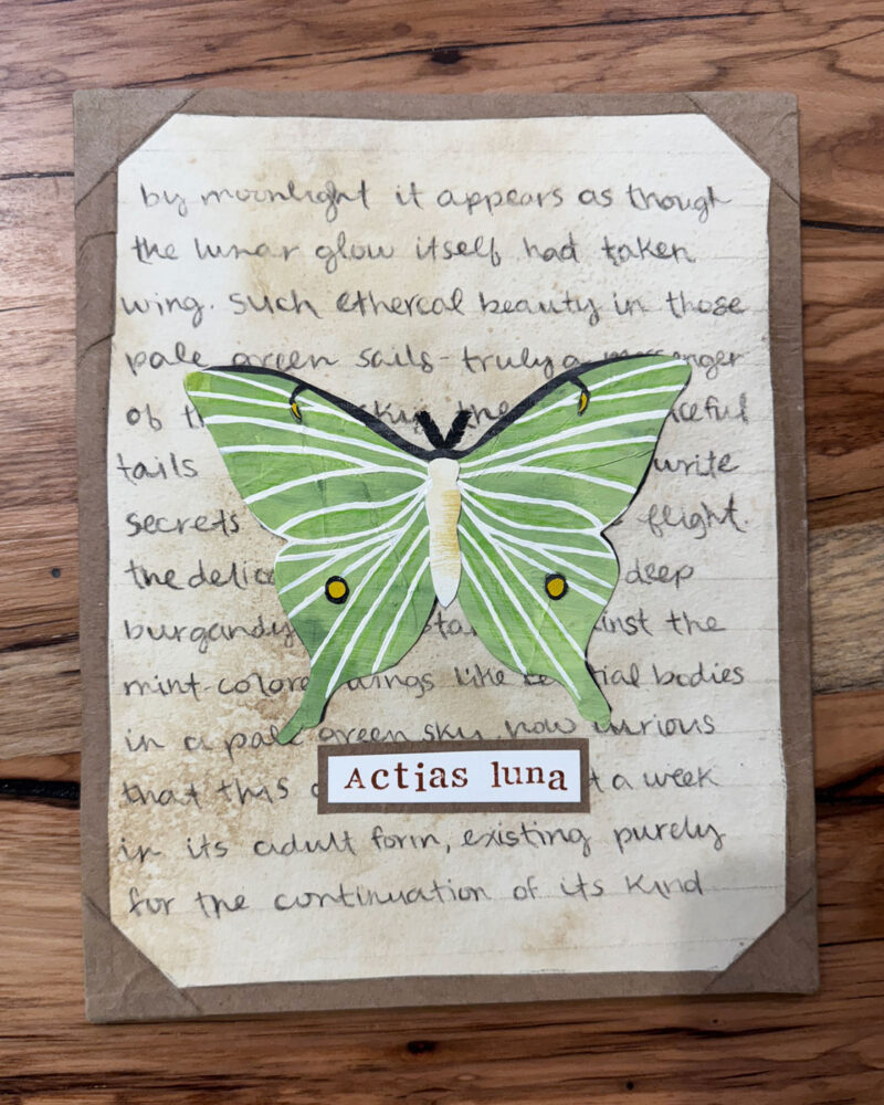 original luna moth mixed media