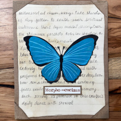 blue morpho mixed media