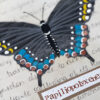swallowtail butterfly artwork