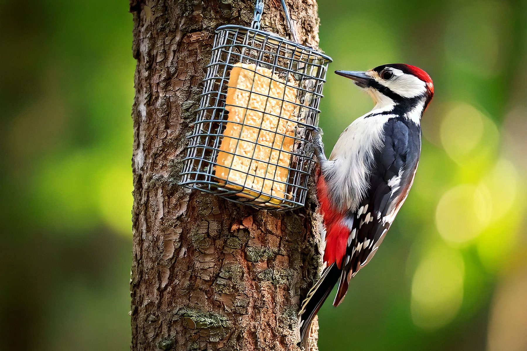 Cozy Cafes for Feathered Friends: Best Bird Feeders for Winter