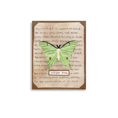 Luna Moth scientific study with aged paper effect and naturalist observations