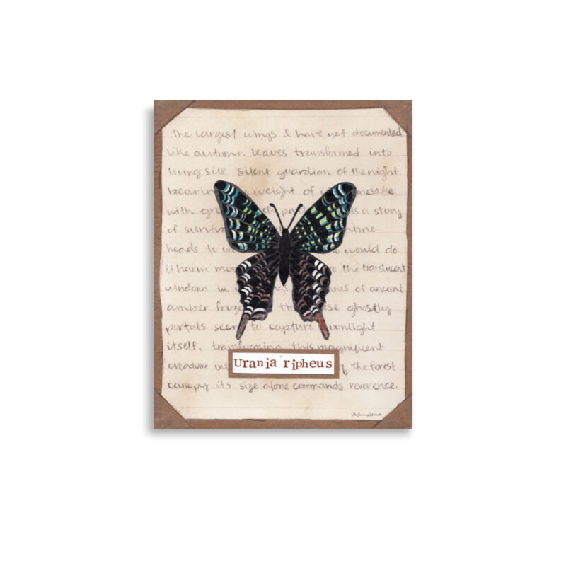 Vintage scientific illustration of Sunset Moth with coffee-stained background