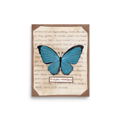 Blue Morpho butterfly study with coffee-stained background and notes