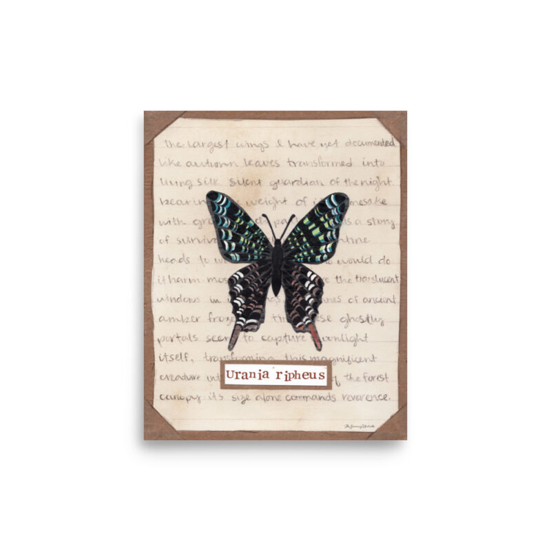 Sunset Moth study with aged paper effect and naturalist notes