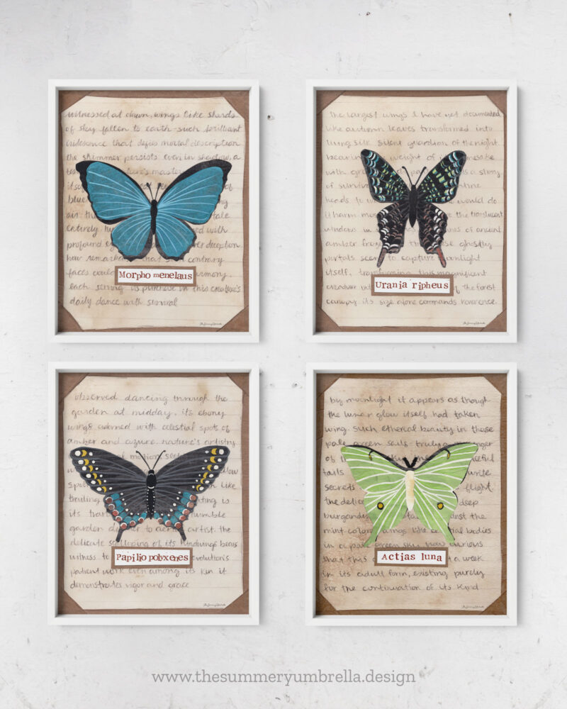 collection of moths and butterflies