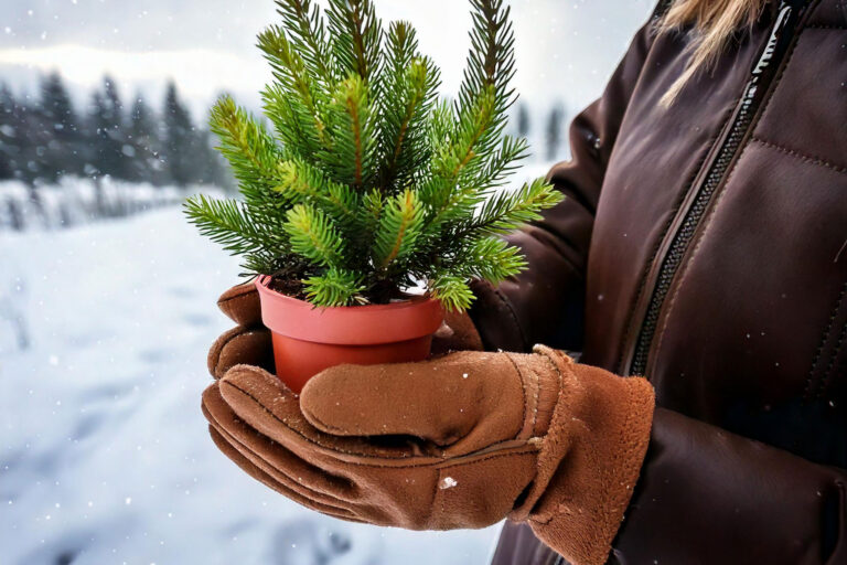 Hands in cozy winter gardening gloves holding a small evergreen plant in snow